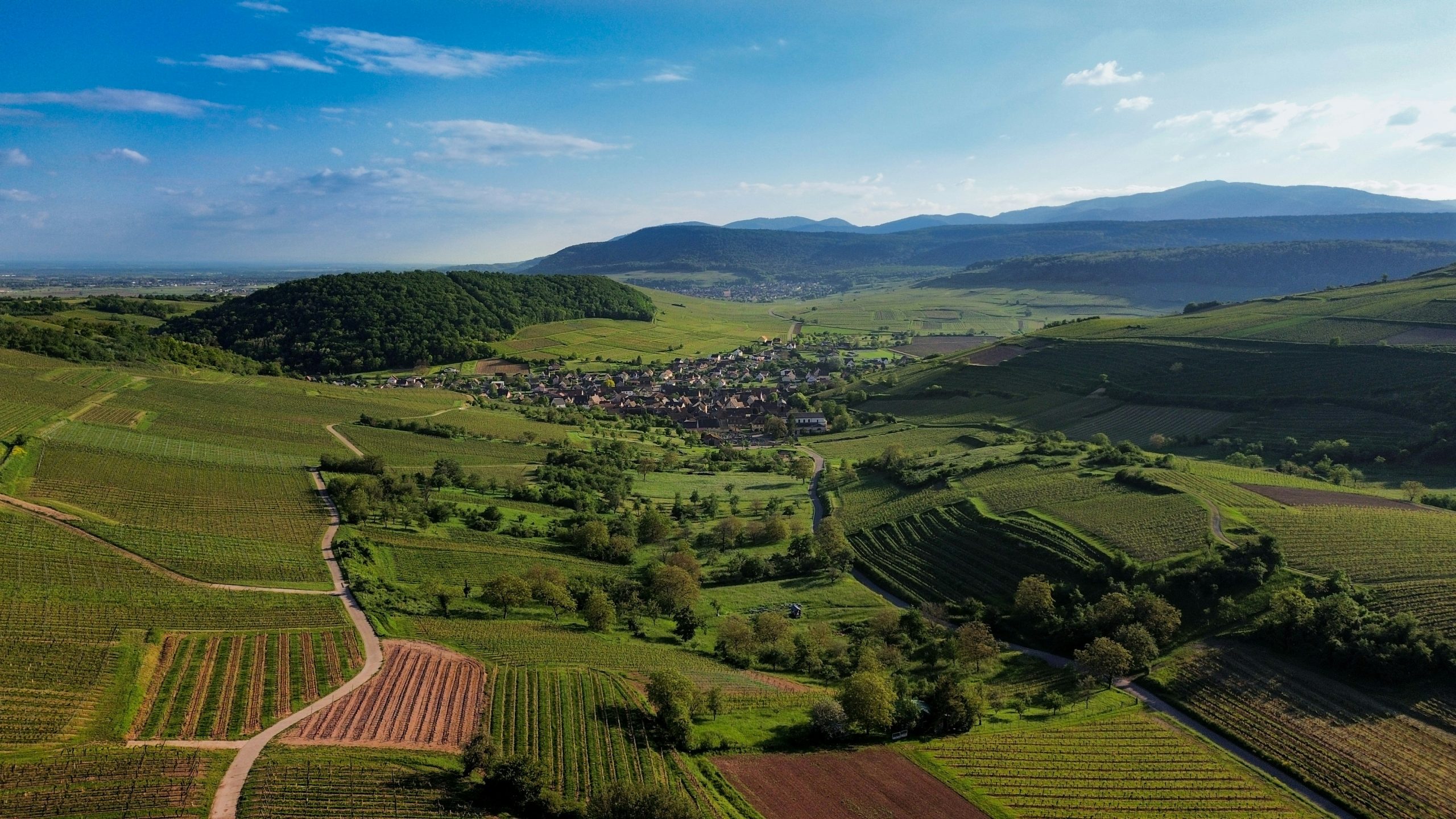 Alsace Wine Region Guide: History, Terroir & Tastings
