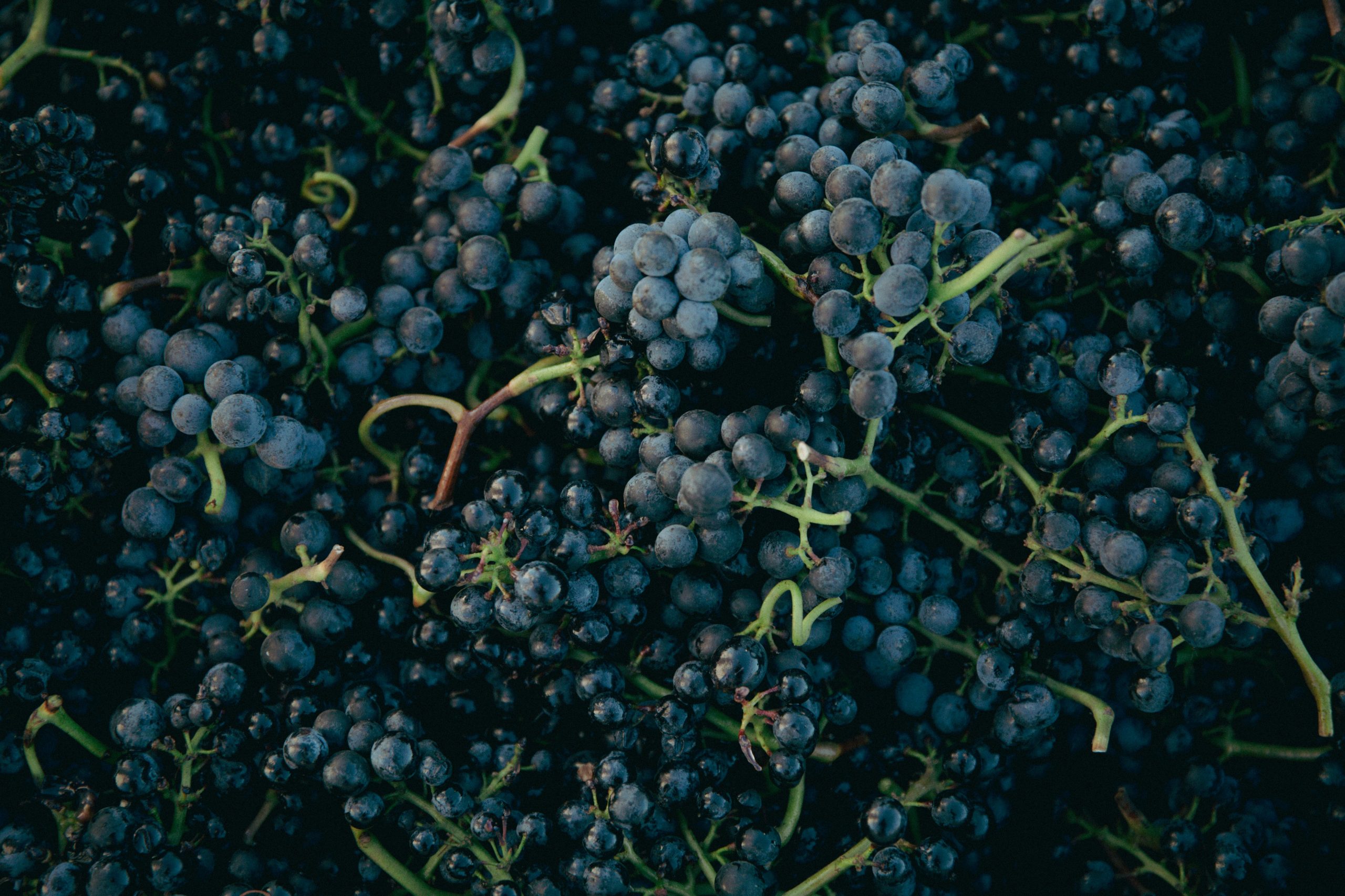 Featured image for Pinot Noir Global Guide: Styles, Regions, And How To Taste This Shape‑shifting Grape on mywination.com.